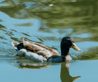 duckysmp banner